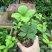 墨西哥铁树四叶草室内桌摆绿植懒人小盆栽耐旱好养易活