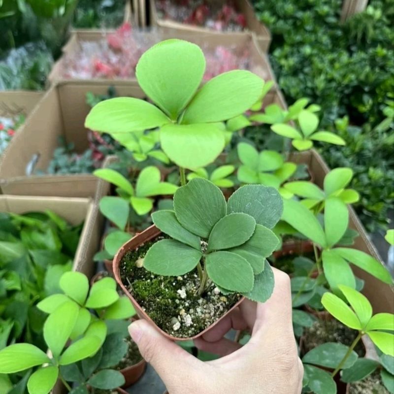 墨西哥铁树四叶草室内桌摆绿植懒人小盆栽耐旱好养易活
