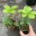 墨西哥铁树四叶草室内桌摆绿植懒人小盆栽耐旱好养易活