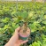 墨西哥铁树四叶草室内桌摆绿植懒人小盆栽耐旱好养易活