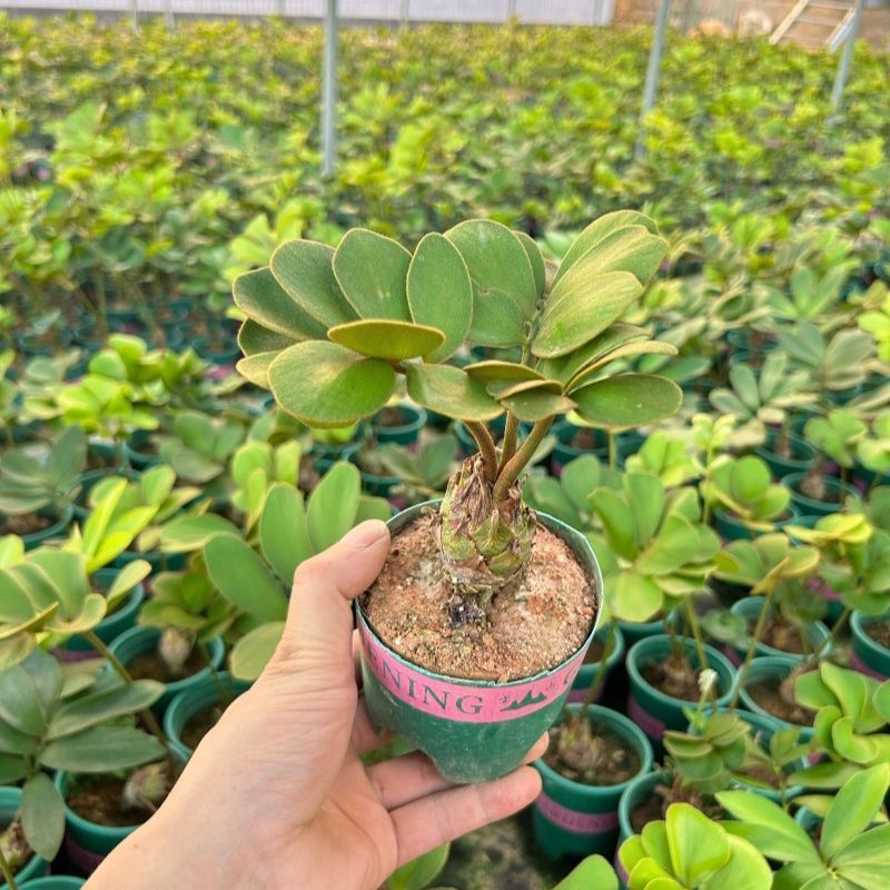 墨西哥铁树四叶草室内桌摆绿植懒人小盆栽耐旱好养易活