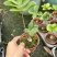 墨西哥铁树四叶草室内桌摆绿植懒人小盆栽耐旱好养易活