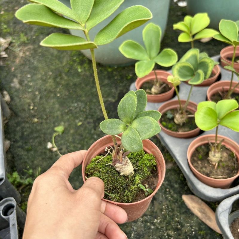 墨西哥铁树四叶草室内桌摆绿植懒人小盆栽耐旱好养易活