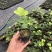 墨西哥铁树四叶草室内桌摆绿植懒人小盆栽耐旱好养易活