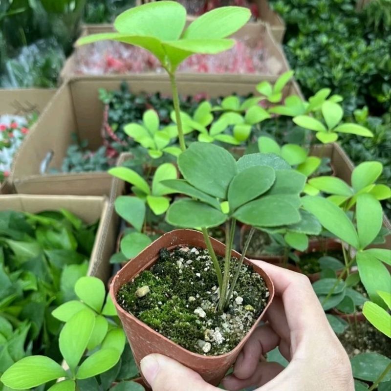 墨西哥铁树四叶草室内桌摆绿植懒人小盆栽耐旱好养易活