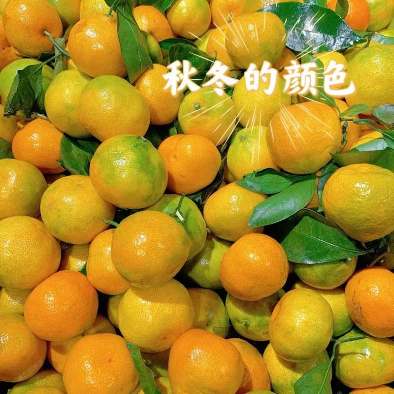 秋天的第一个蜜桔