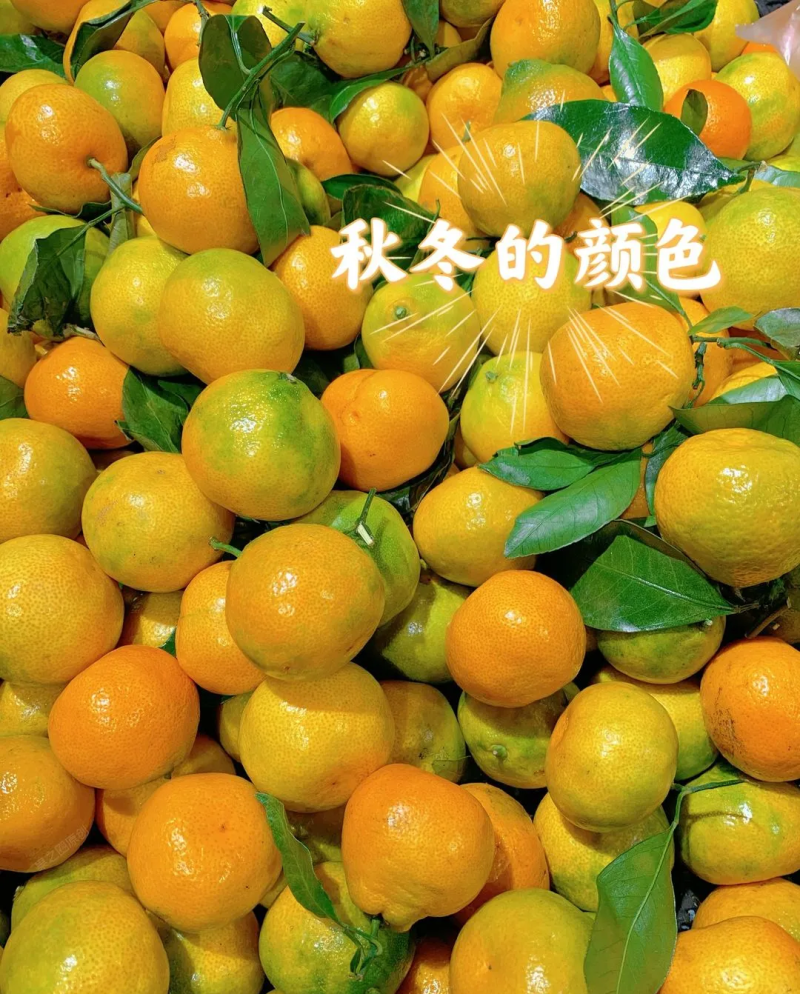 秋天的第一个蜜桔