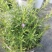 香地肤盆栽苗耐寒耐热黄色蓝色芳香地肤吊兰多年生