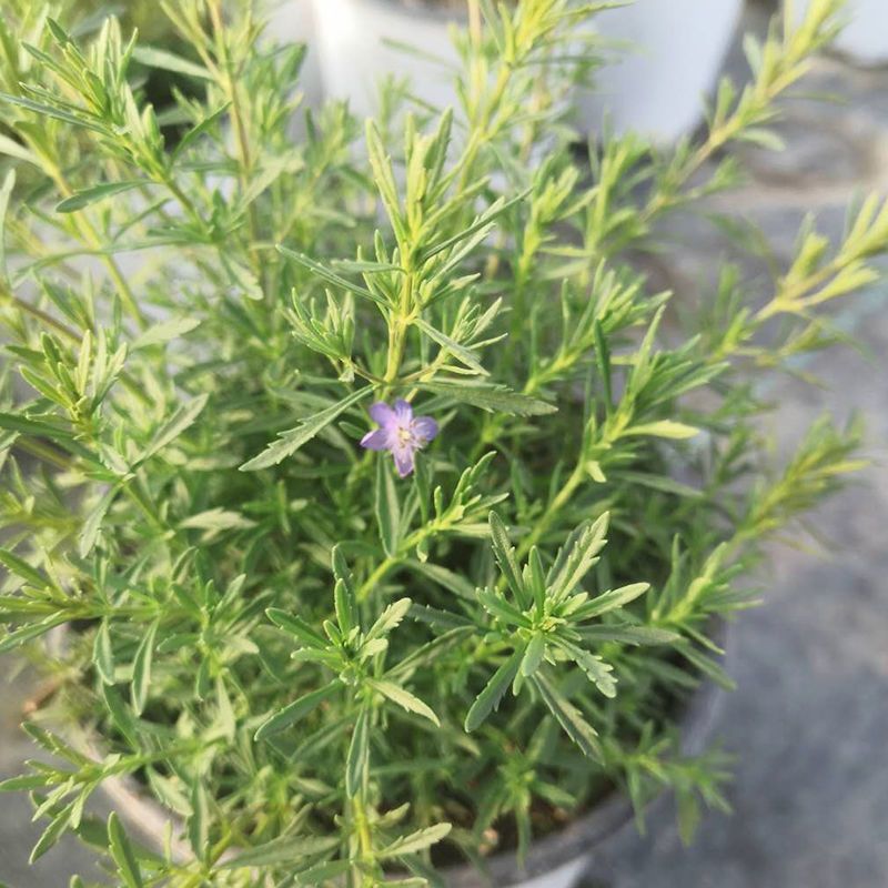 香地肤盆栽苗耐寒耐热黄色蓝色芳香地肤吊兰多年生
