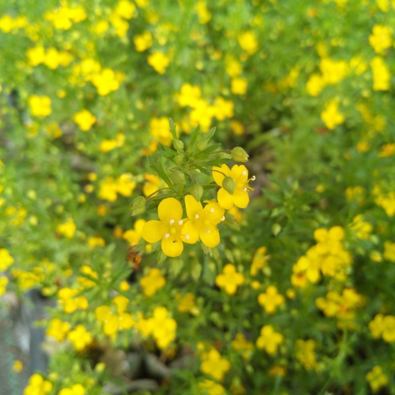 香地肤盆栽苗耐寒耐热黄色蓝色芳香地肤吊兰多年生