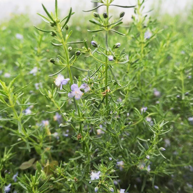 香地肤盆栽苗耐寒耐热黄色蓝色芳香地肤吊兰多年生