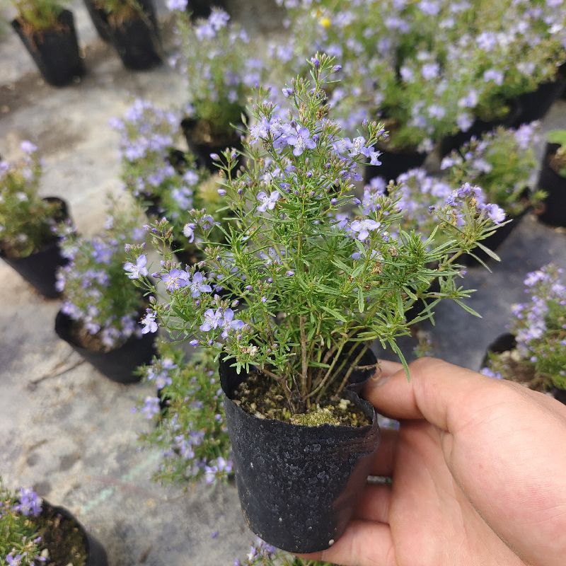 香地肤盆栽苗耐寒耐热黄色蓝色芳香地肤吊兰多年生