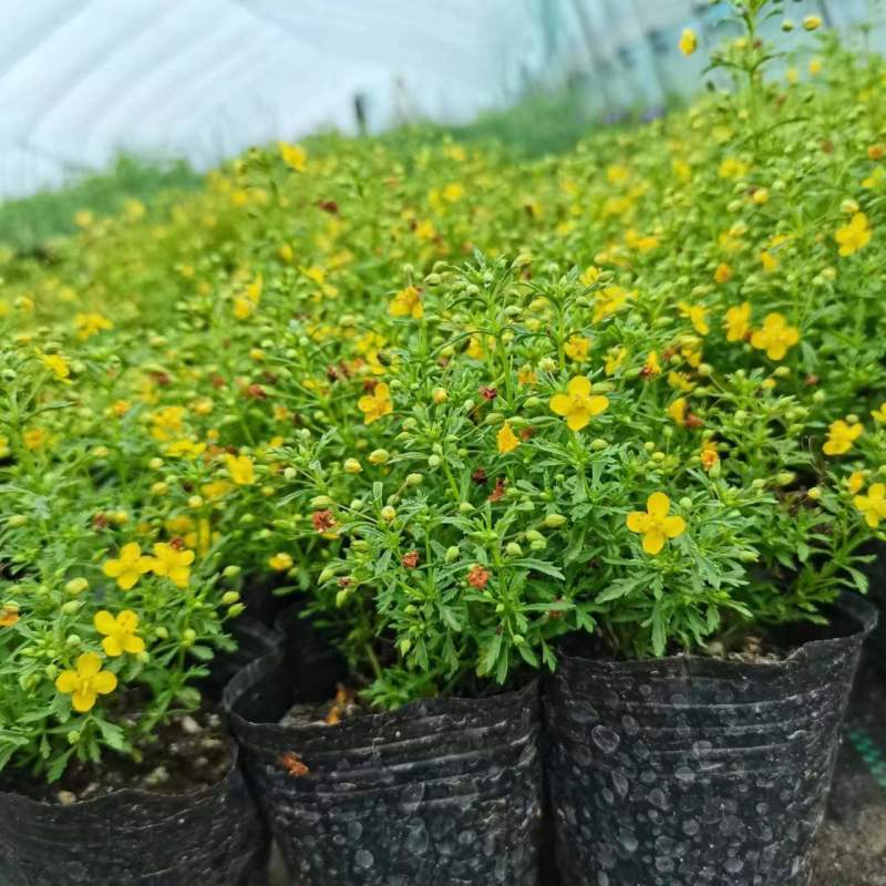 香地肤盆栽苗耐寒耐热黄色蓝色芳香地肤吊兰多年生