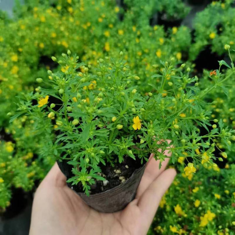 香地肤盆栽苗耐寒耐热黄色蓝色芳香地肤吊兰多年生