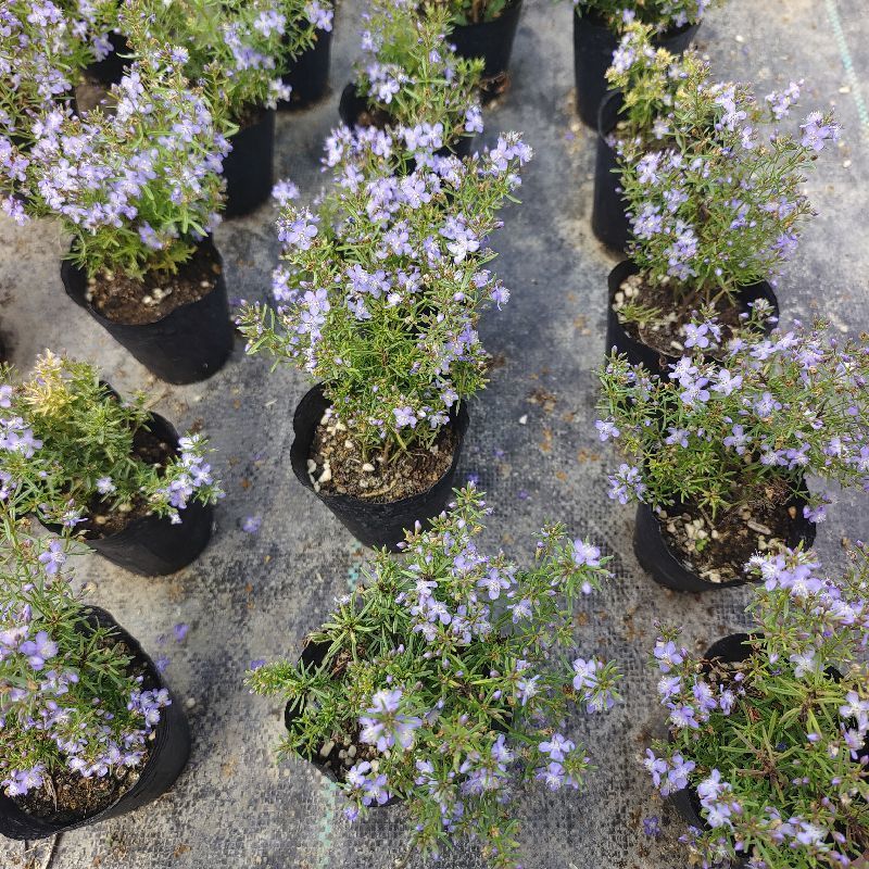 香地肤盆栽苗耐寒耐热黄色蓝色芳香地肤吊兰多年生