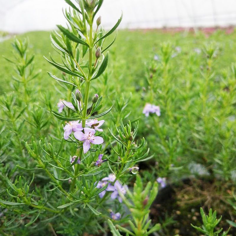 香地肤盆栽苗耐寒耐热黄色蓝色芳香地肤吊兰多年生