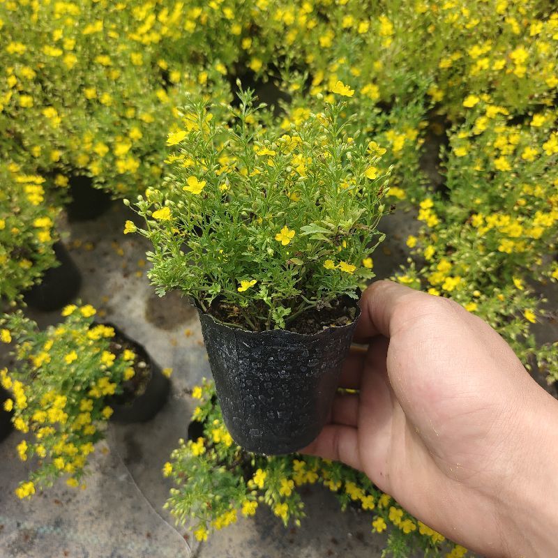 香地肤盆栽苗耐寒耐热黄色蓝色芳香地肤吊兰多年生