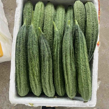 北海丝瓜少量有货