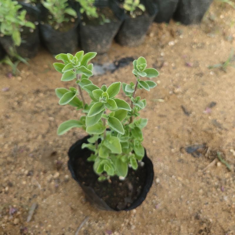 马郁兰盆栽苗马约兰披萨草芳香可食用西餐阳台庭院耐热耐
