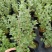 马郁兰盆栽苗马约兰披萨草芳香可食用西餐阳台庭院耐热耐