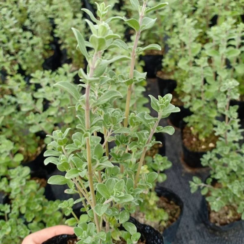 马郁兰盆栽苗马约兰披萨草芳香可食用西餐阳台庭院耐热耐