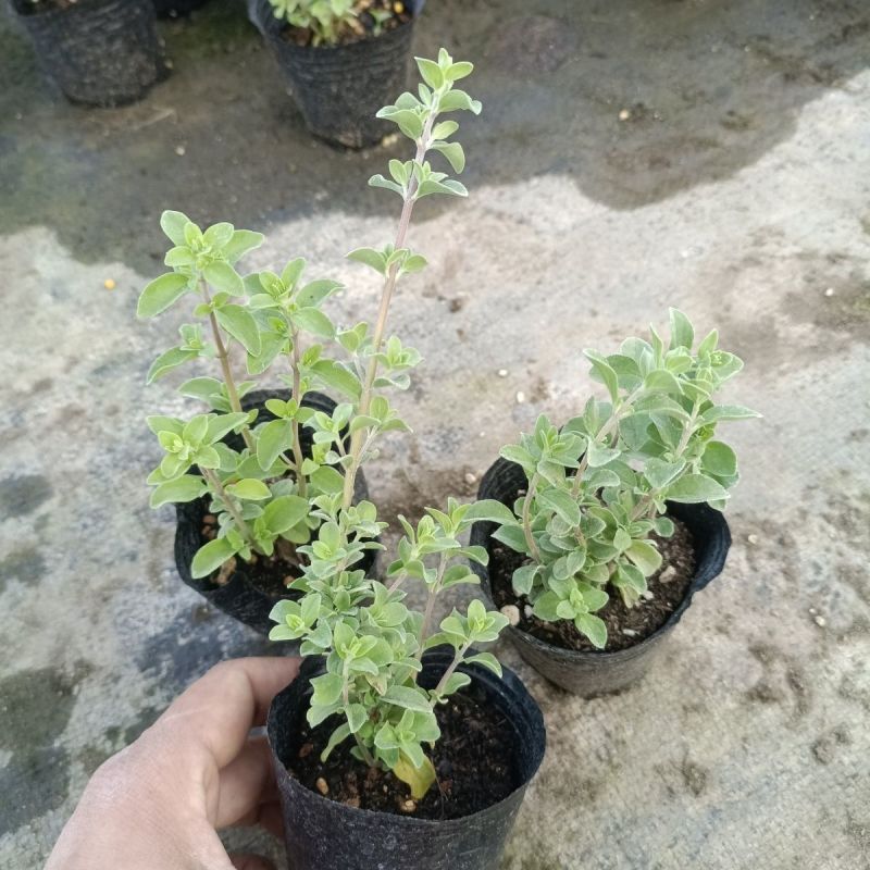 马郁兰盆栽苗马约兰披萨草芳香可食用西餐阳台庭院耐热耐