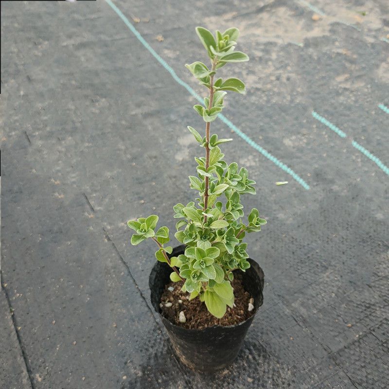 马郁兰盆栽苗马约兰披萨草芳香可食用西餐阳台庭院耐热耐