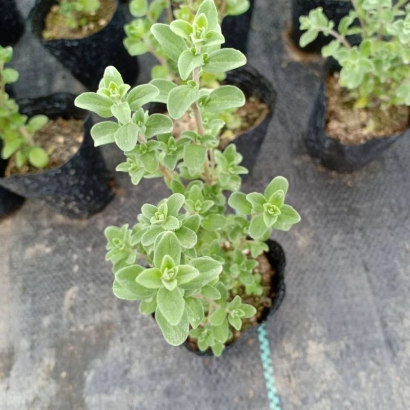 马郁兰盆栽苗马约兰披萨草芳香可食用西餐阳台庭院耐热耐