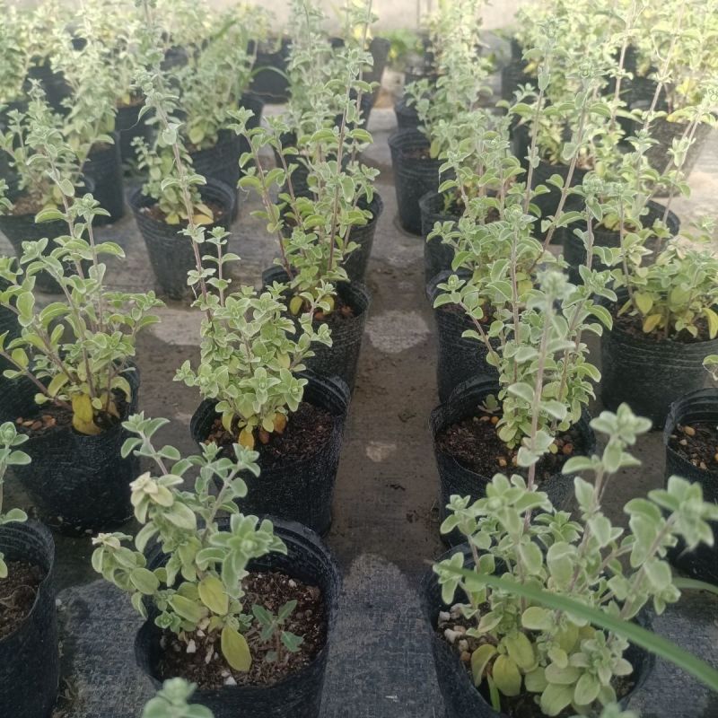 马郁兰盆栽苗马约兰披萨草芳香可食用西餐阳台庭院耐热耐