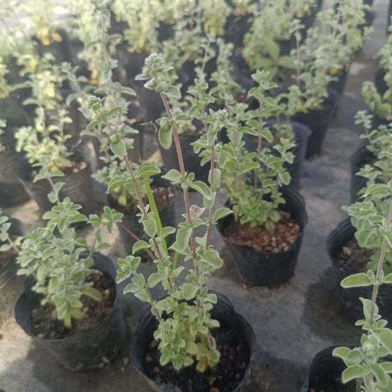 马郁兰盆栽苗马约兰披萨草芳香可食用西餐阳台庭院耐热耐