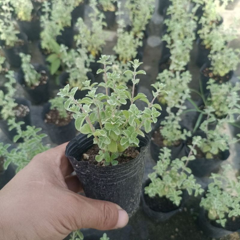 马郁兰盆栽苗马约兰披萨草芳香可食用西餐阳台庭院耐热耐