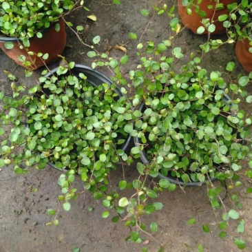 千叶兰盆栽花苗婚纱吊兰观叶植物多年生垂吊绿植四季常青大盆