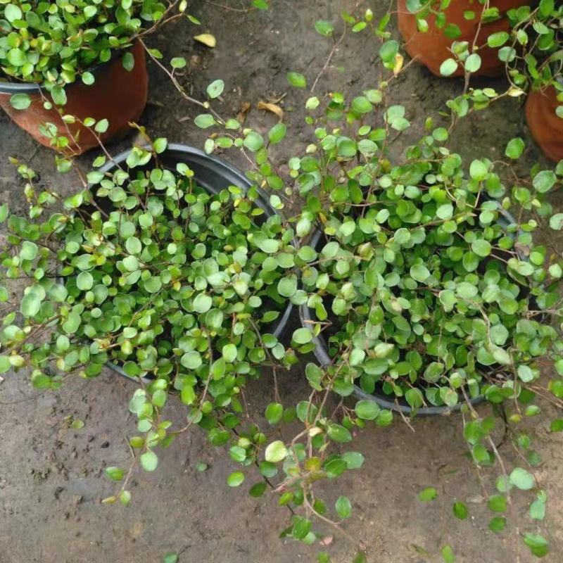 千叶兰盆栽花苗婚纱吊兰观叶植物多年生垂吊绿植四季常青大盆