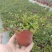 千叶兰盆栽花苗婚纱吊兰观叶植物多年生垂吊绿植四季常青大盆