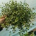 千叶兰盆栽花苗婚纱吊兰观叶植物多年生垂吊绿植四季常青大盆