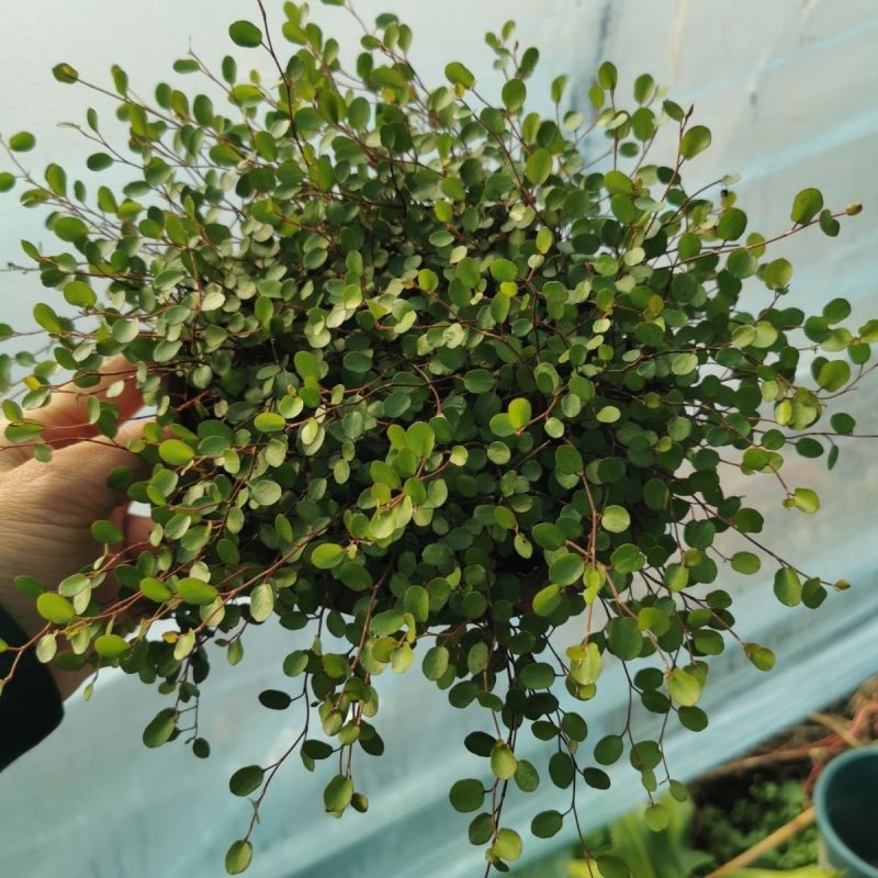 千叶兰盆栽花苗婚纱吊兰观叶植物多年生垂吊绿植四季常青大盆
