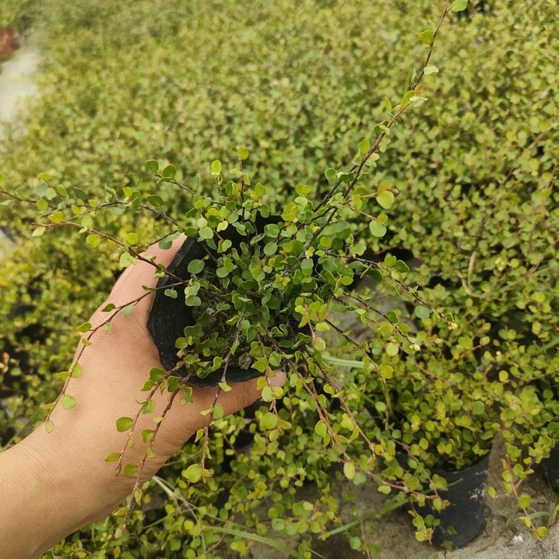 千叶兰盆栽花苗婚纱吊兰观叶植物多年生垂吊绿植四季常青大盆
