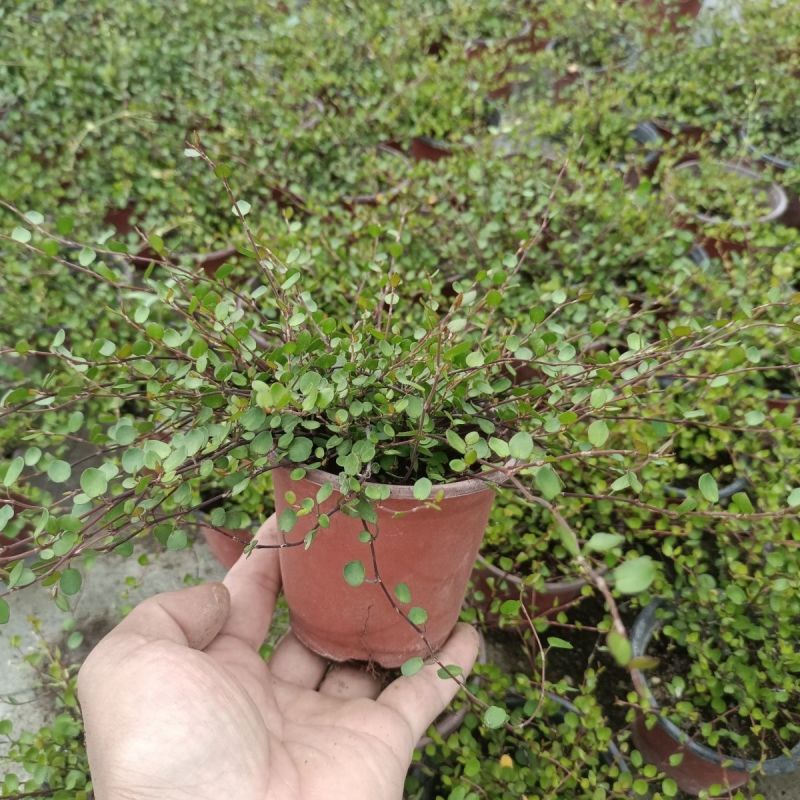 千叶兰盆栽花苗婚纱吊兰观叶植物多年生垂吊绿植四季常青大盆