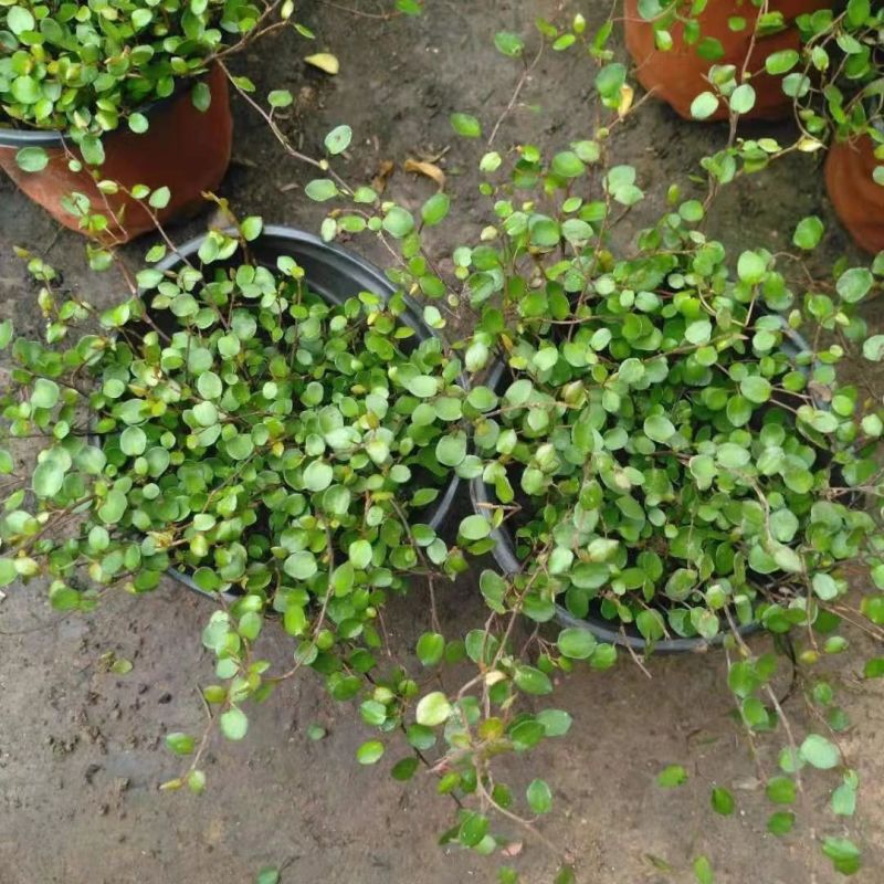 千叶兰盆栽花苗婚纱吊兰观叶植物多年生垂吊绿植四季常青大盆
