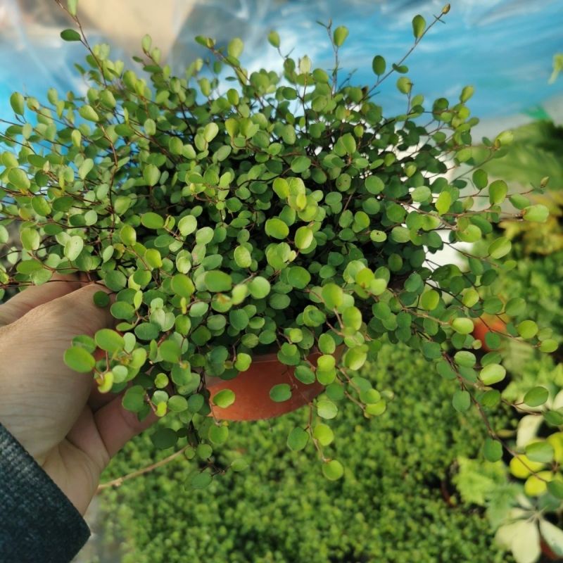 千叶兰盆栽花苗婚纱吊兰观叶植物多年生垂吊绿植四季常青大盆