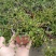 千叶兰盆栽花苗婚纱吊兰观叶植物多年生垂吊绿植四季常青大盆