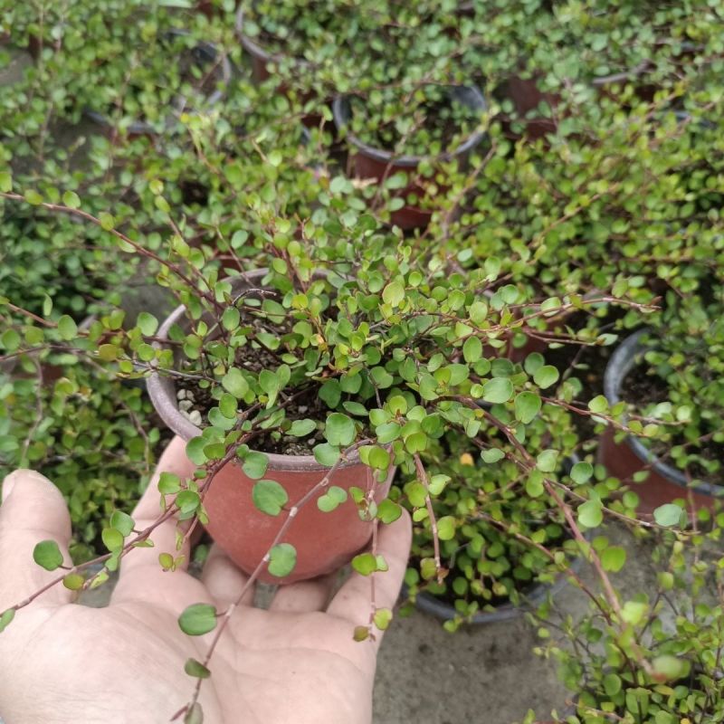 千叶兰盆栽花苗婚纱吊兰观叶植物多年生垂吊绿植四季常青大盆