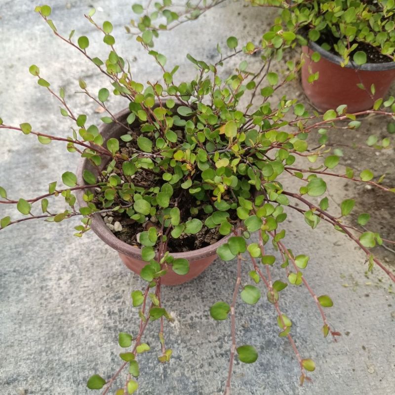 千叶兰盆栽花苗婚纱吊兰观叶植物多年生垂吊绿植四季常青大盆