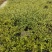 千叶兰盆栽花苗婚纱吊兰观叶植物多年生垂吊绿植四季常青大盆