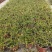 千叶兰盆栽花苗婚纱吊兰观叶植物多年生垂吊绿植四季常青大盆