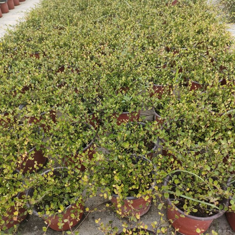 千叶兰盆栽花苗婚纱吊兰观叶植物多年生垂吊绿植四季常青大盆