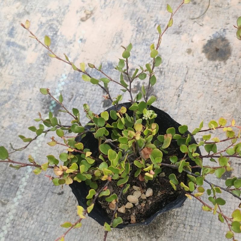 千叶兰盆栽花苗婚纱吊兰观叶植物多年生垂吊绿植四季常青大盆