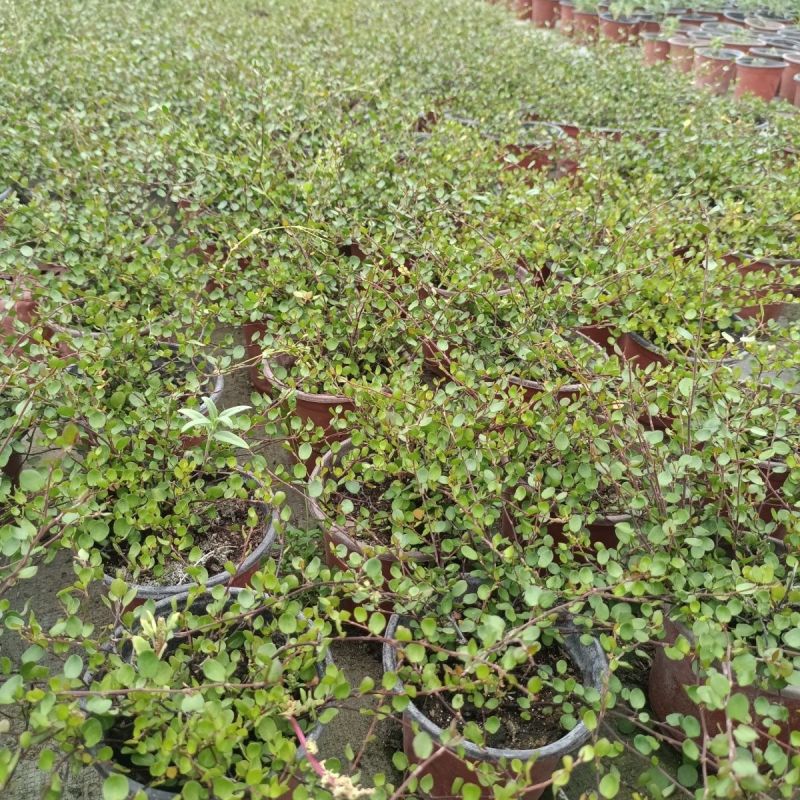 千叶兰盆栽花苗婚纱吊兰观叶植物多年生垂吊绿植四季常青大盆