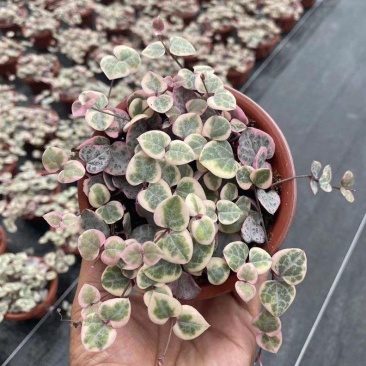 爱之蔓锦一寸心吊兰长藤垂吊多肉盆栽植物室内绿植阳台耐阴旱