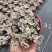 爱之蔓锦一寸心吊兰长藤垂吊多肉盆栽植物室内绿植阳台耐阴旱